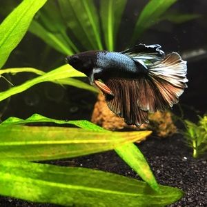 Meet your Posher, Caroline